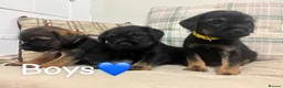 Border Terrier dogs for sale: KC reg border terrier pups  - Advert 1