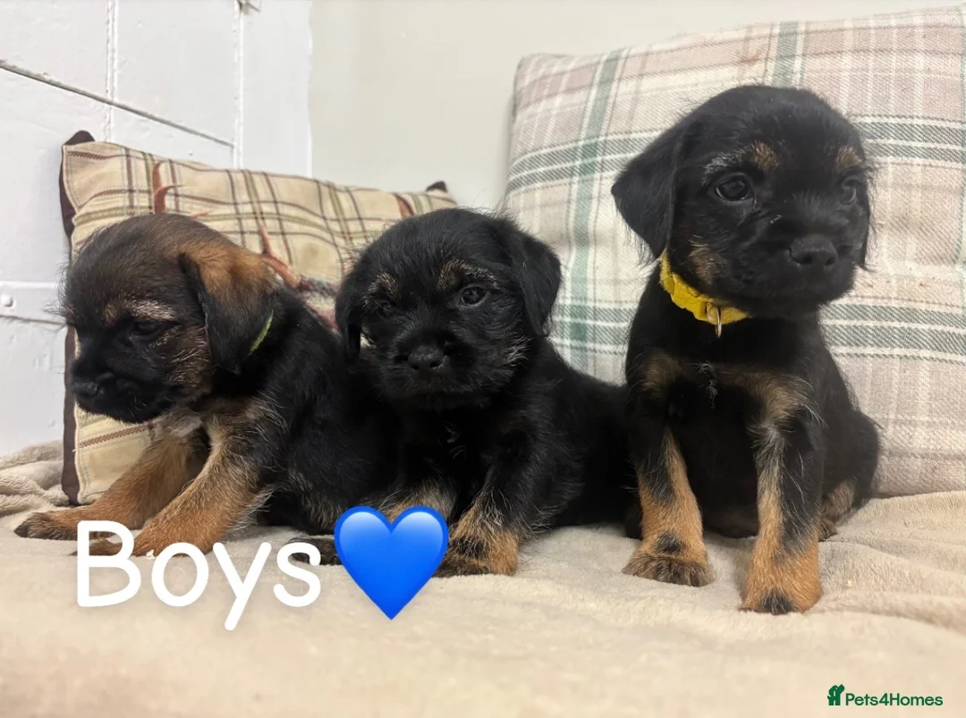 Border Terrier dogs for sale: KC reg border terrier pups  - Advert 1