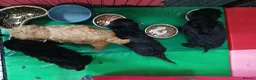 Toy Poodle dogs for sale: RKC registered Toy Poodle Pups - Advert 4