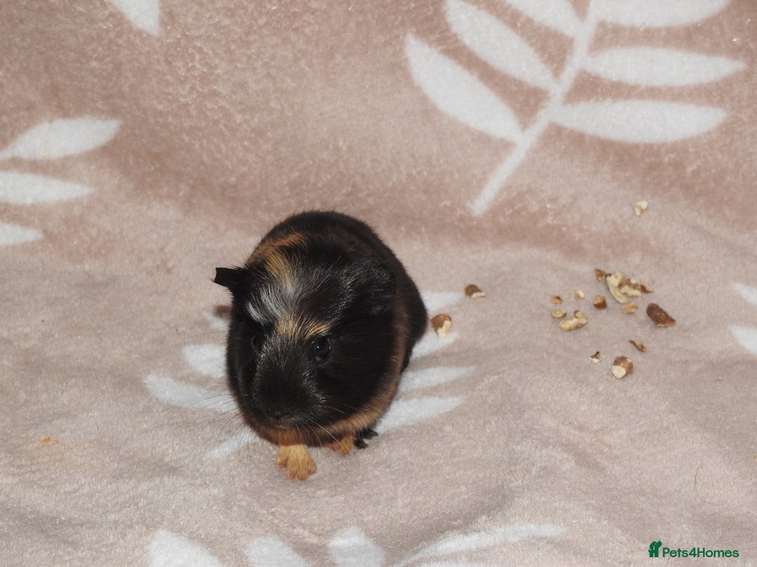 Guinea Pig rodents for sale: 2 crested guinea pigs available 1 male 1 female  - Advert 13