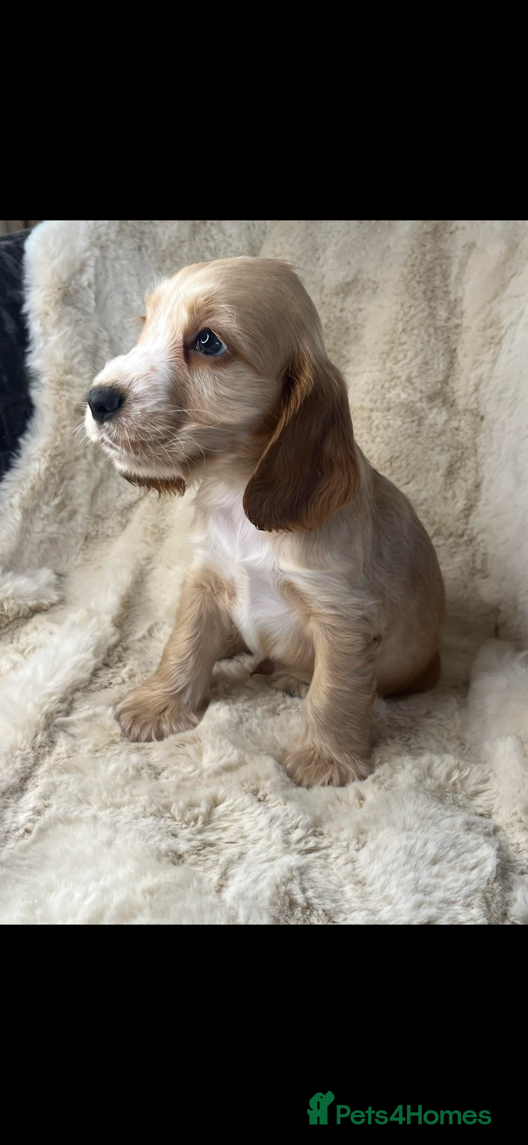 Cocker Spaniel dogs for sale: Health tested cocker spaniel puppies  - Advert 4