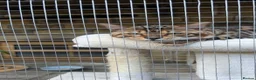 Bengal cats for stud: stunning glitter bengal stud  in Bradford - Advert 3