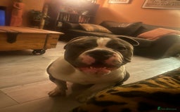 Olde English Bulldogge dogs for sale: 14 Month Olde English Bulldog  - Advert 3