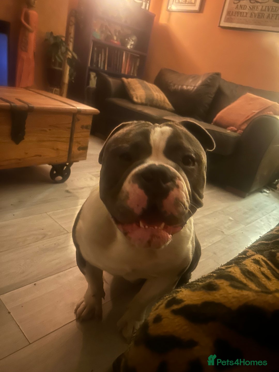 Olde English Bulldogge dogs for sale: 14 Month Olde English Bulldog  - Advert 3