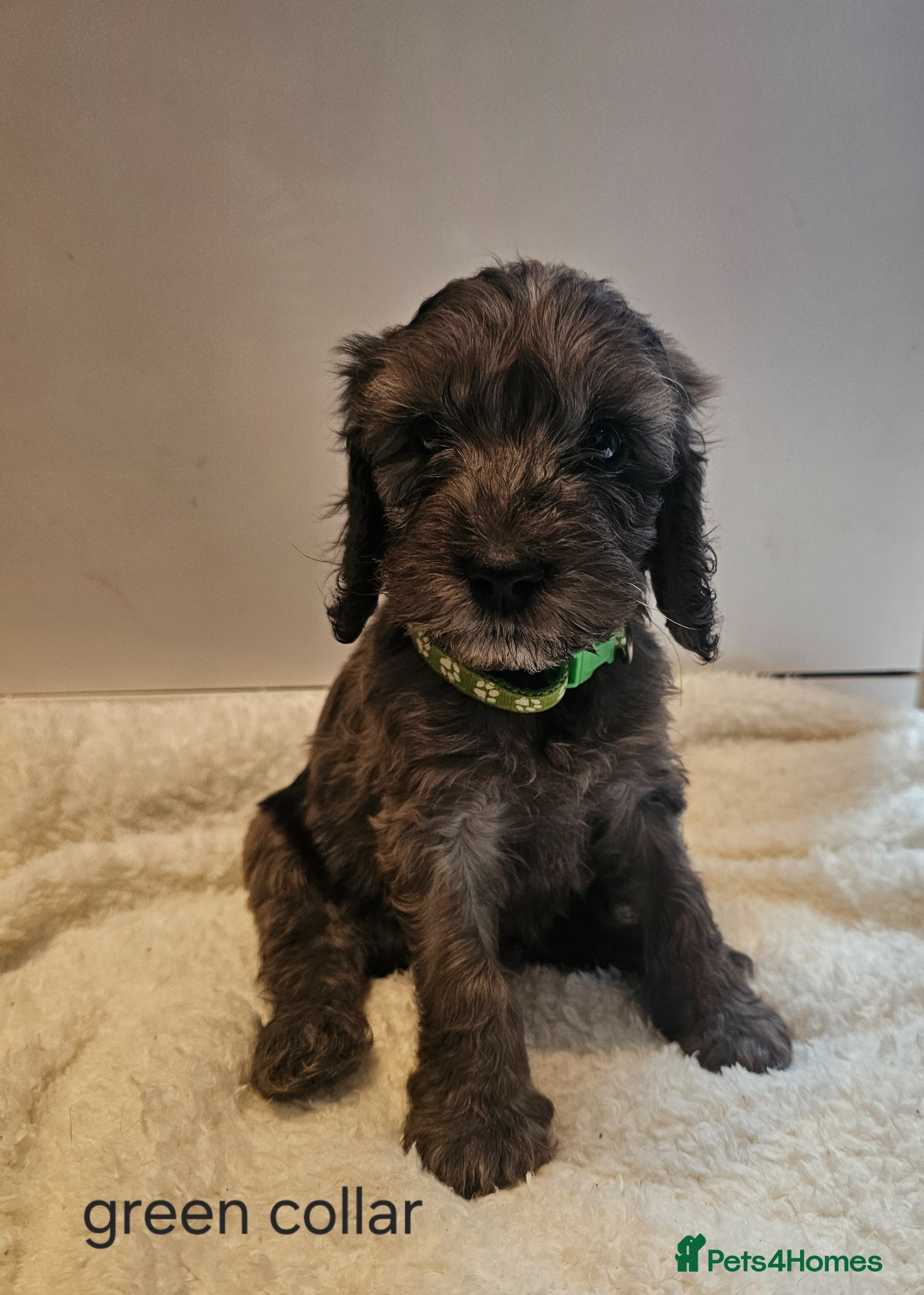 Cockapoo dogs Beautiful F1 cockapoo puppies ..6 girls 4 boys - Advert 4