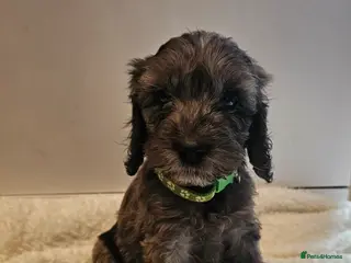 Cockapoo dogs Beautiful F1 cockapoo puppies ..6 girls 4 boys - Advert 2