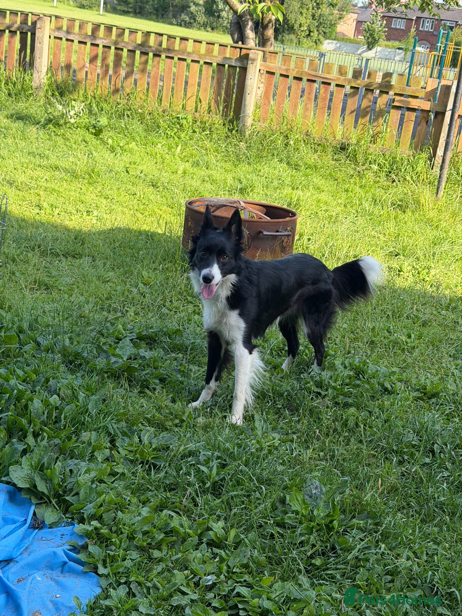 Border Collie dogs Mollie - Advert 1