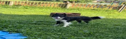Border Collie dogs for sale: Mollie - Advert 1