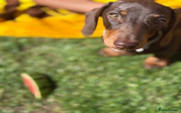 Miniature Dachshund dogs for sale: KC Miniature Dachshund  - Image 2