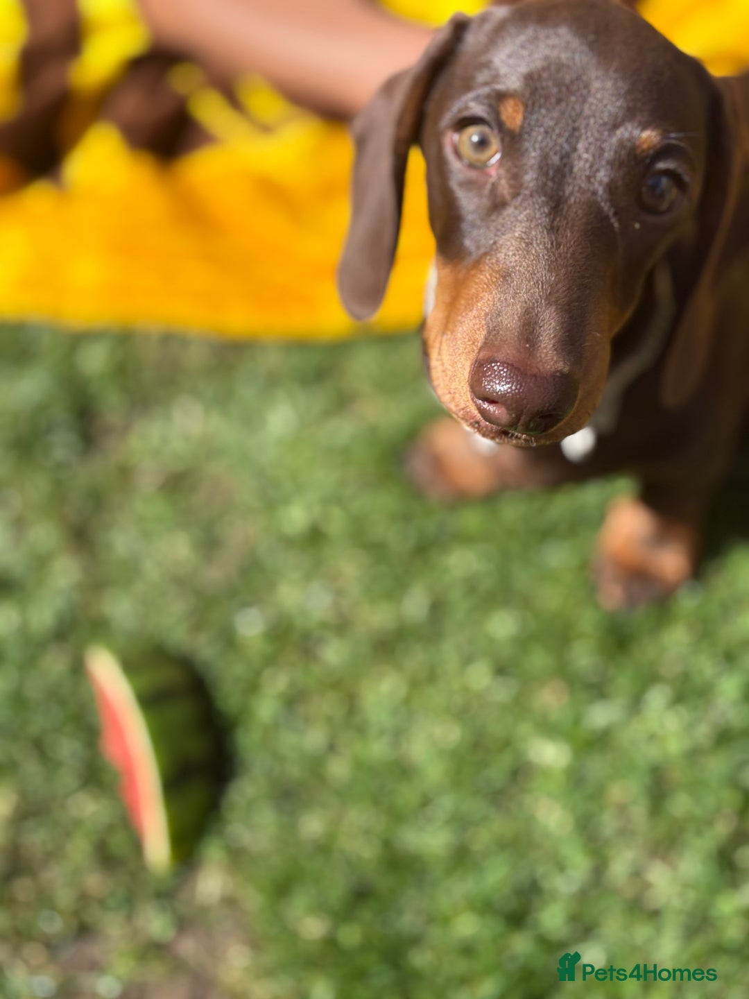 Miniature Dachshund dogs for sale: KC Miniature Dachshund  - Image 2
