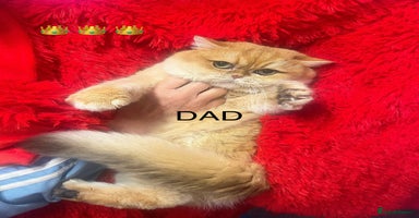 British Shorthair cats ✨Show quality Golden BSH babies ready December - Advert 7