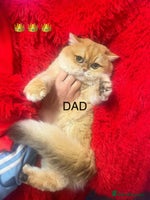 British Shorthair cats ✨Show quality Golden BSH babies ready December - Advert 7