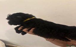 Yorkiepoo dogs for sale: 5 Beautiful F1 Yorkiepoo’s - Image 9