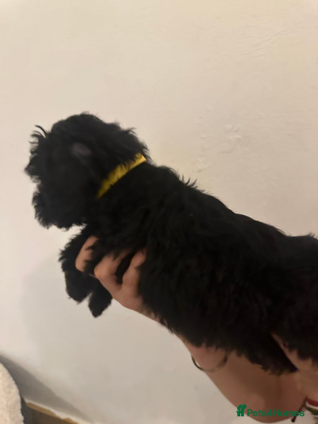 Yorkiepoo dogs for sale: 5 Beautiful F1 Yorkiepoo’s - Image 9