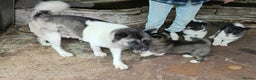 Akita dogs for sale: Adorable Pure-Bred Akita Puppies - Advert 5