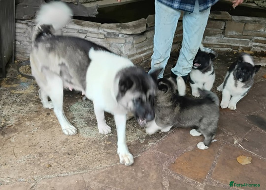 Akita dogs for sale: Adorable Pure-Bred Akita Puppies - Advert 5