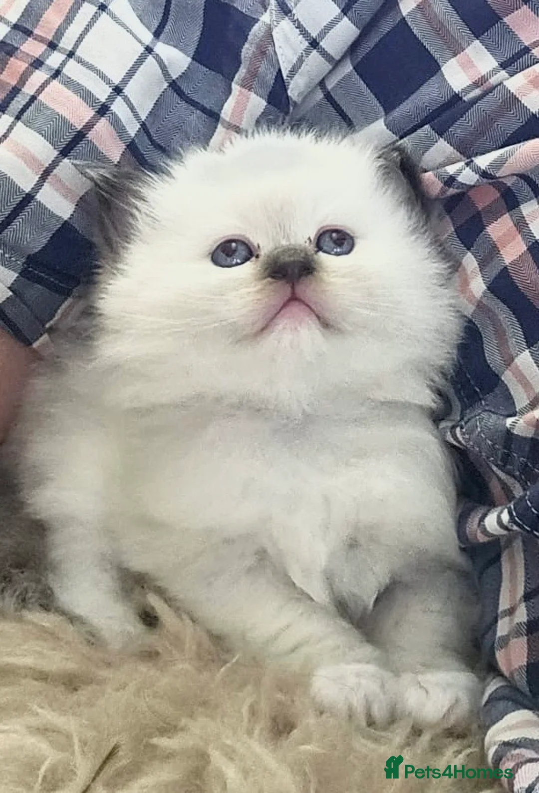 Ragdoll cats for sale: TICA registered Ragdoll Kittens - seal/blue point - Advert 1