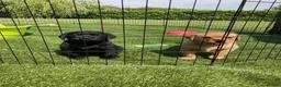 Labrador Retriever dogs for sale: Beautiful Labrador retrievers    - Advert 6