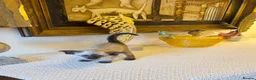 Oriental cats for sale: Beautiful TICA Oriental  and Siamese babies - Advert 3