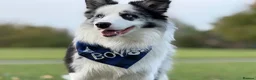 Border Collie dogs for stud: **Stud** Merle KC Registered border collie  - Advert 1