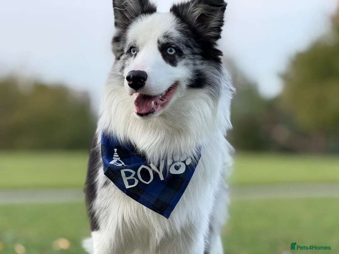 Border Collie dogs for stud: **Stud** Merle KC Registered border collie  - Advert 1