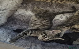 Mixed Breed cats for sale: 3 beautiful kittens for sale - Image 7