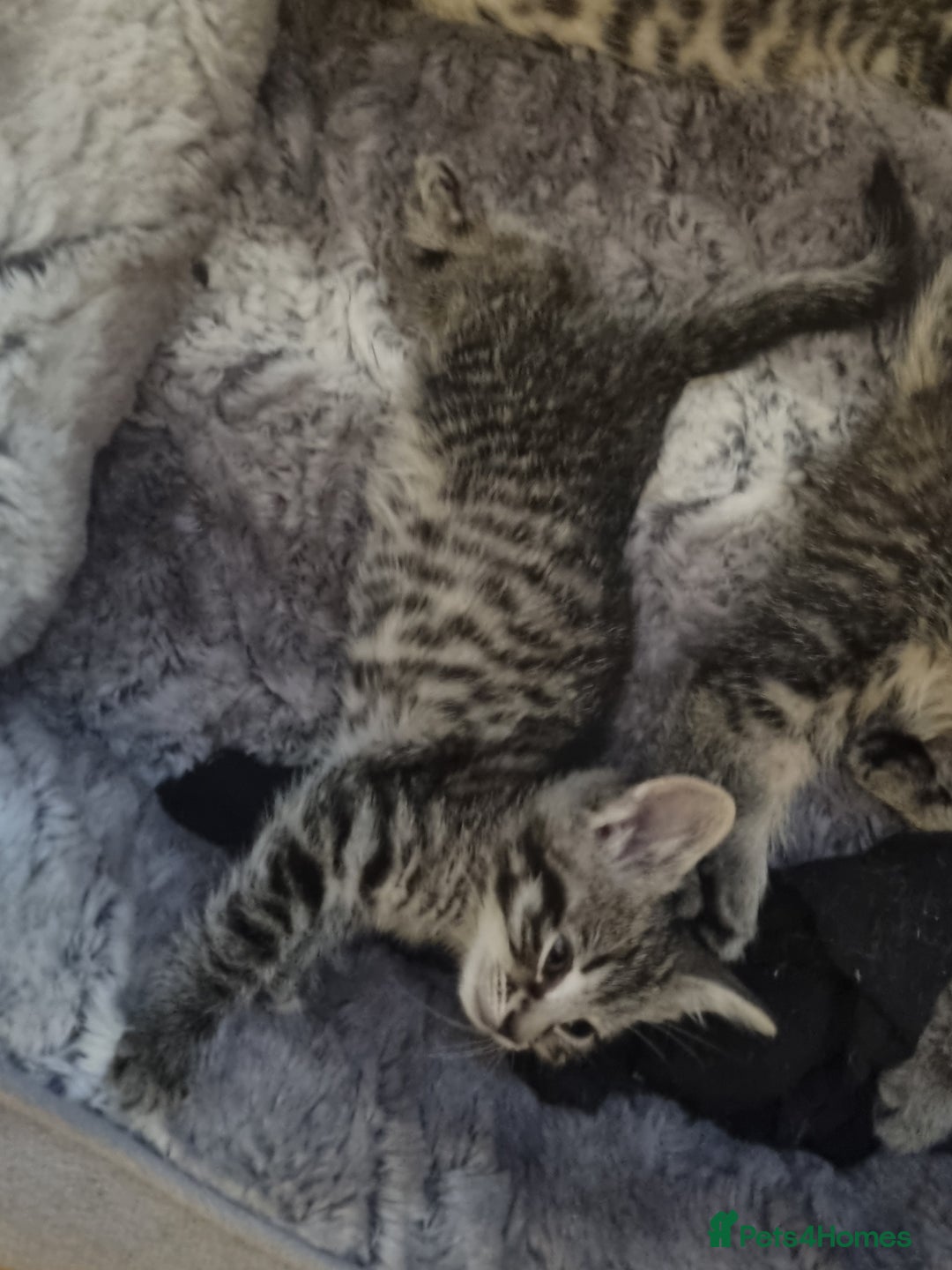 Mixed Breed cats for sale: 3 beautiful kittens for sale - Image 7
