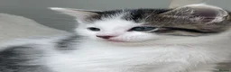 Ragdoll cats for sale: Adorable, Affectionate Part Ragdoll Kittens - Advert 23