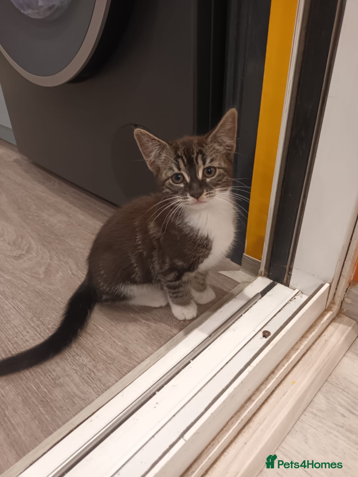 Mixed Breed cats for sale: Lovely girl looking for a new home - Advert 1