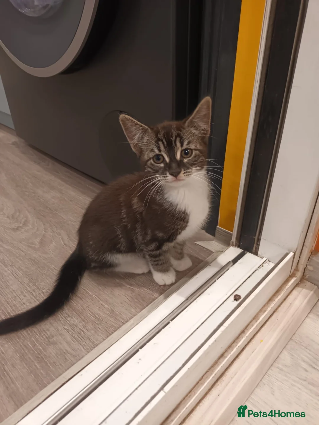 Mixed Breed cats for sale: Lovely girl looking for a new home in London - Advert 1