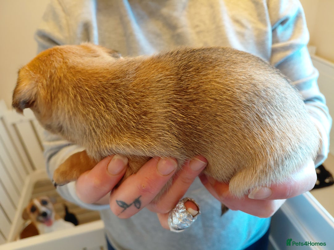 Jack Russell dogs for sale: Jack Russell Puppies - Image 11