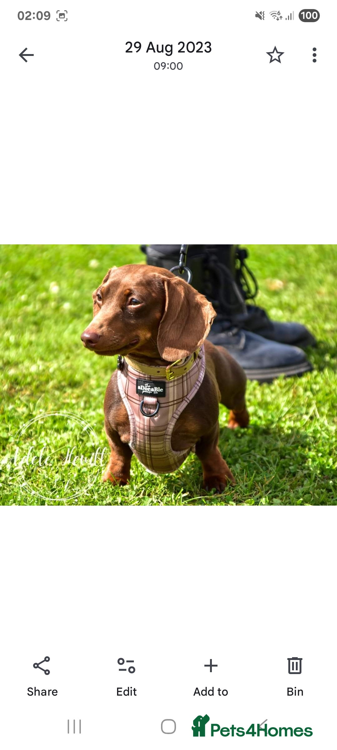 Dachshund dogs for stud: Mini smooth haired stud - Advert 4