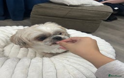 Shih Tzu dogs for sale: Shih tzu - Image 4