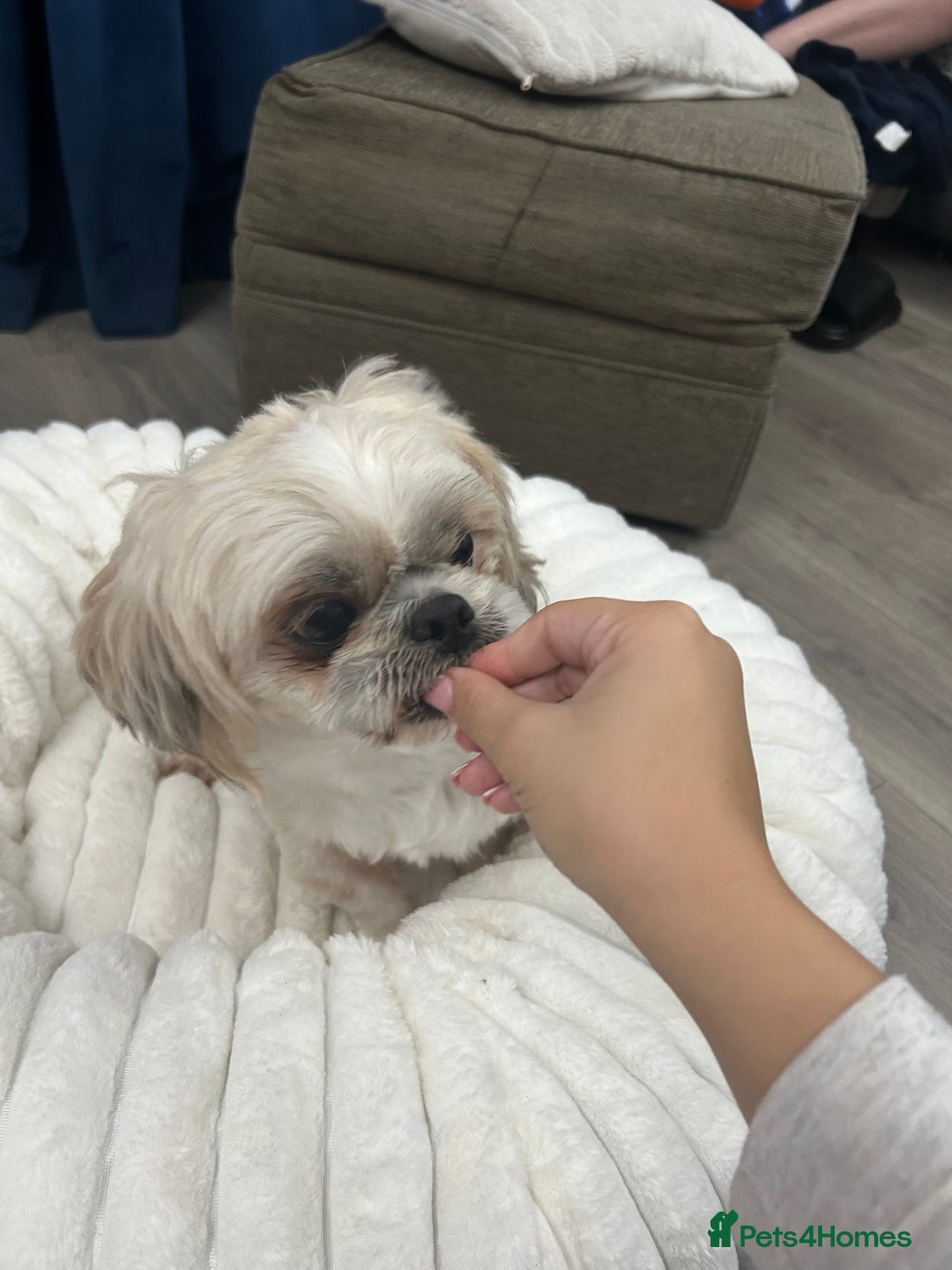 Shih Tzu dogs for sale: Shih tzu - Image 4
