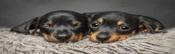 Miniature Dachshund dogs for stud: Champion Sired 4kg - IVDD Screened & PRA Clear in Tunbridge Wells - Advert 4