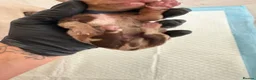 Miniature Dachshund dogs for sale: KC Miniature Dachshund Puppies | Champion Lines 🐾 - Advert 6