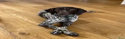 German Shorthaired Pointer dogs for sale: Premium GSP Puppies from Award-Winning Bloodlines - Advert 12