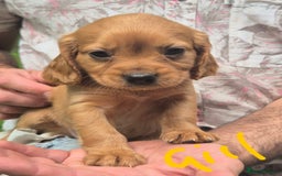 Mixed Breed dogs for sale: Cocker spaniel x cavalier king charles puppies - Image 2