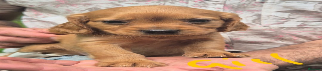 Mixed Breed Puppy 2