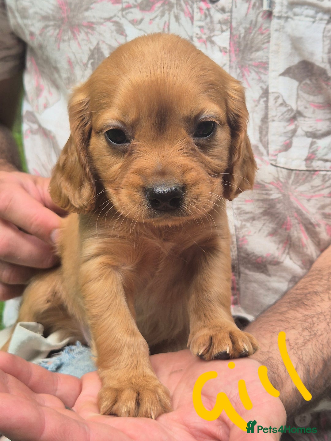 Mixed Breed dogs for sale: Cocker spaniel x cavalier king charles puppies - Image 2