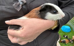 Guinea Pig rodents for sale: Baby Guinea Pigs ready now - Image 10