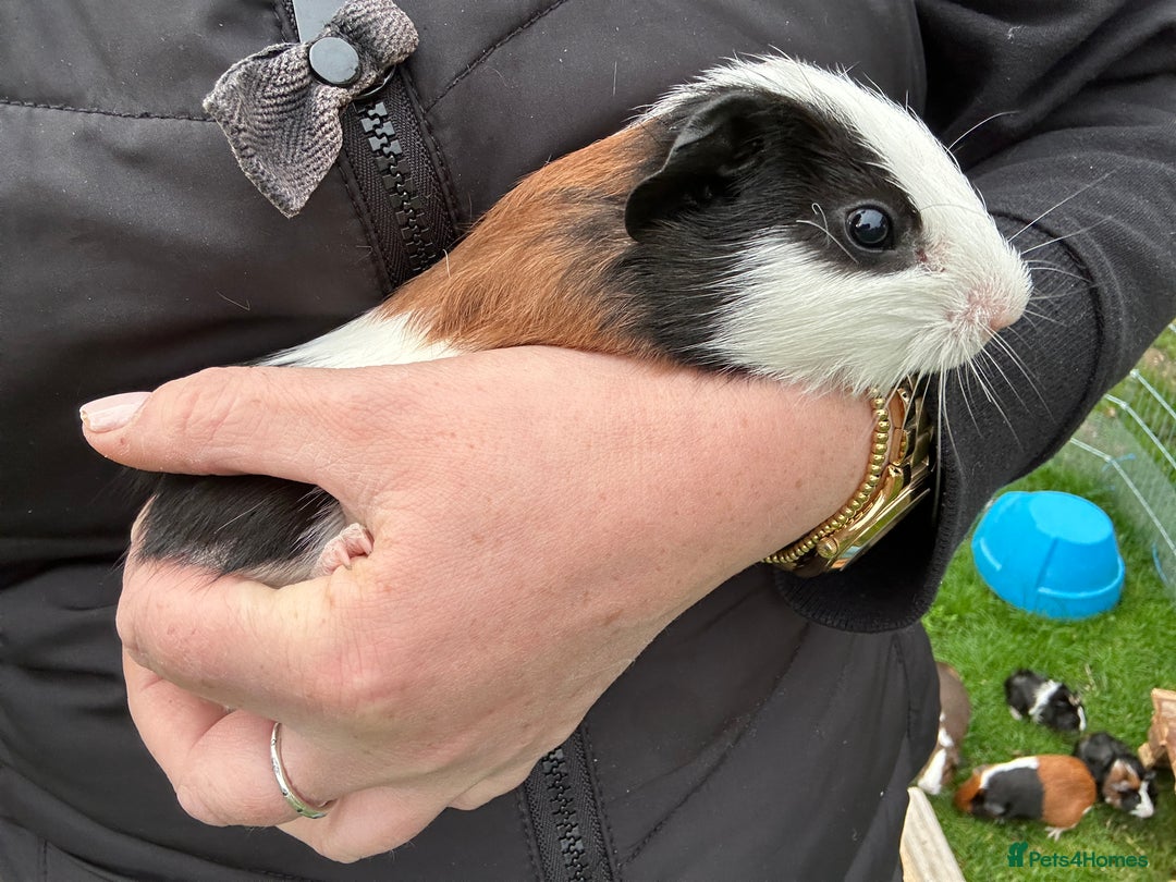 Guinea Pig rodents for sale: Baby Guinea Pigs ready now - Image 10