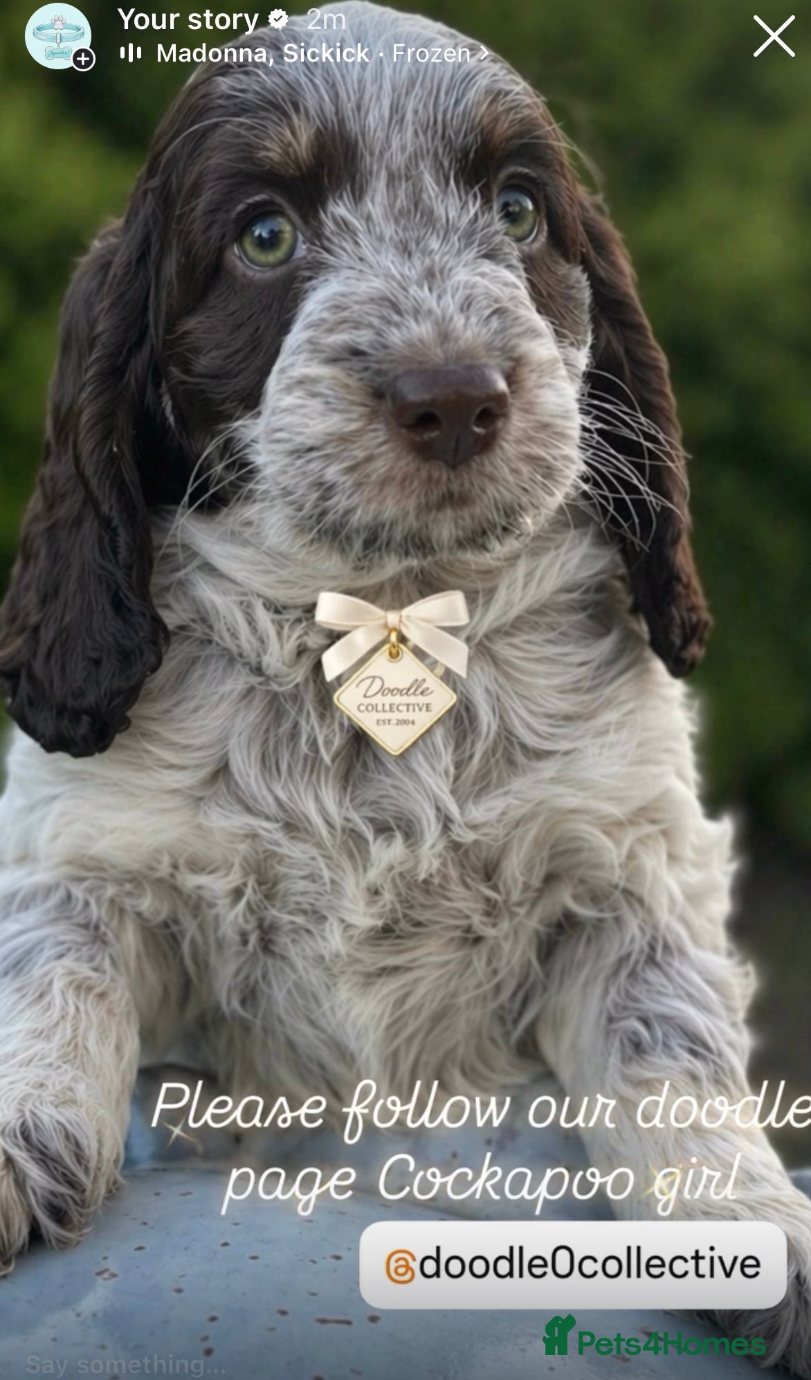 Cockapoo dogs Fabulous F1 cockapoos  - Advert 14