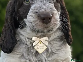 Cockapoo dogs Fabulous F1 cockapoos - Advert 8