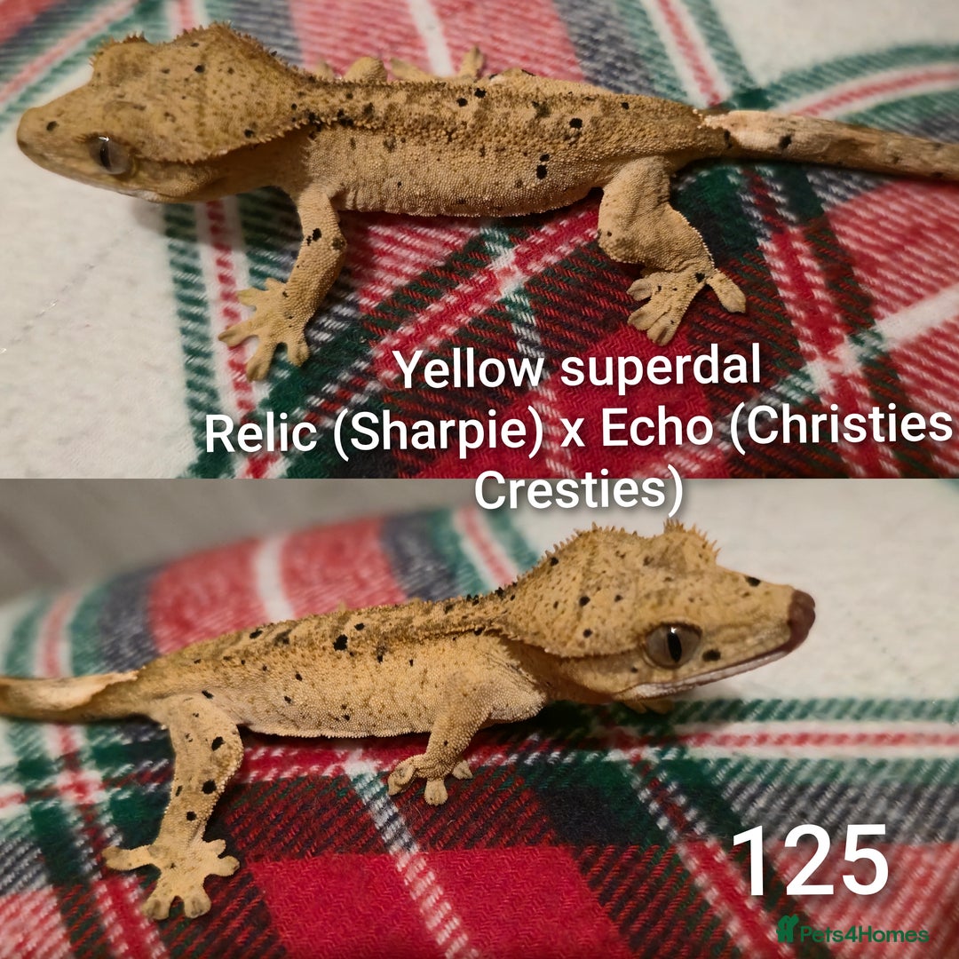 Gecko reptiles for sale: Juvenile Crested geckos  - Advert 7