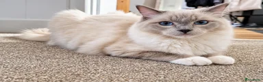 Ragdoll 4