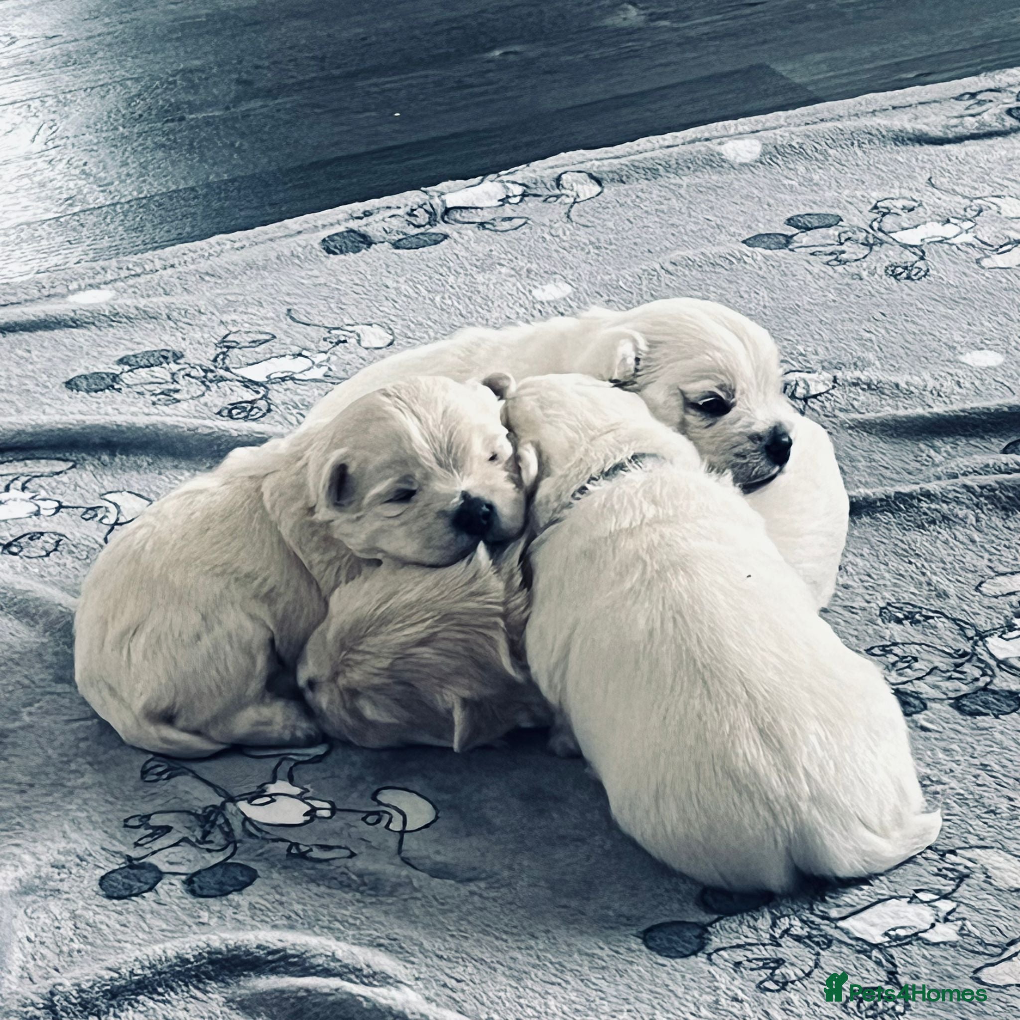 West Highland Terrier dogs 5 male westie boys  - Advert 6