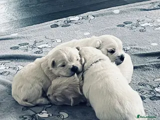 West Highland Terrier dogs 5 male westie boys - Advert 2