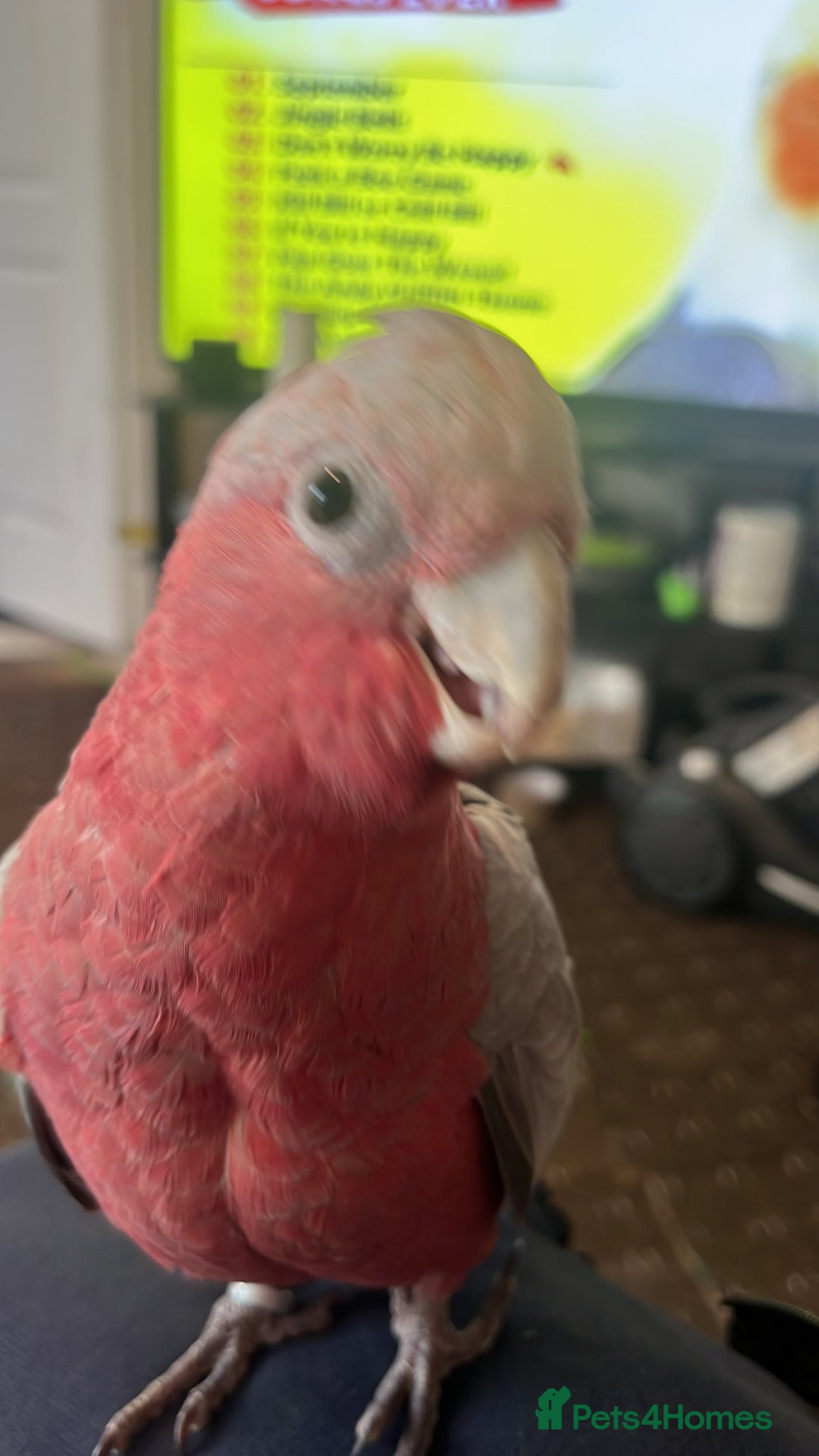 Parakeets birds for sale: Galah cockatoo  - Advert 12