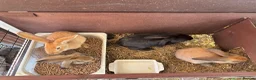 Continental Giant rabbits for sale: 3 left 1 boy and 2 girls all ginger  - Advert 6